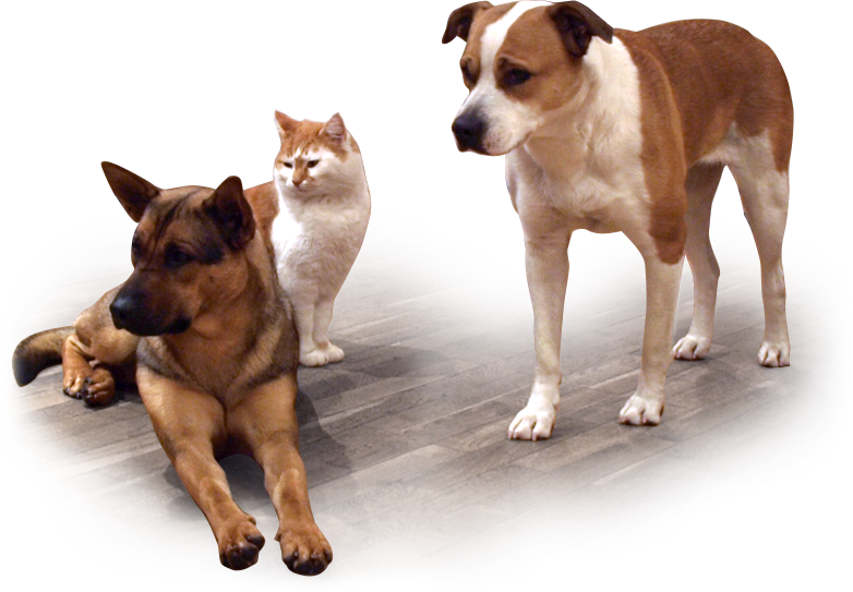 tierhalterhaftpflicht